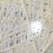 75" Crystal White Glitter Standing Buck, White Twinkle LED Lights